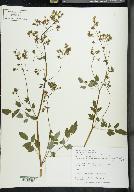 Thalictrum dasycarpum image