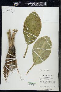 Alisma plantago-aquatica image
