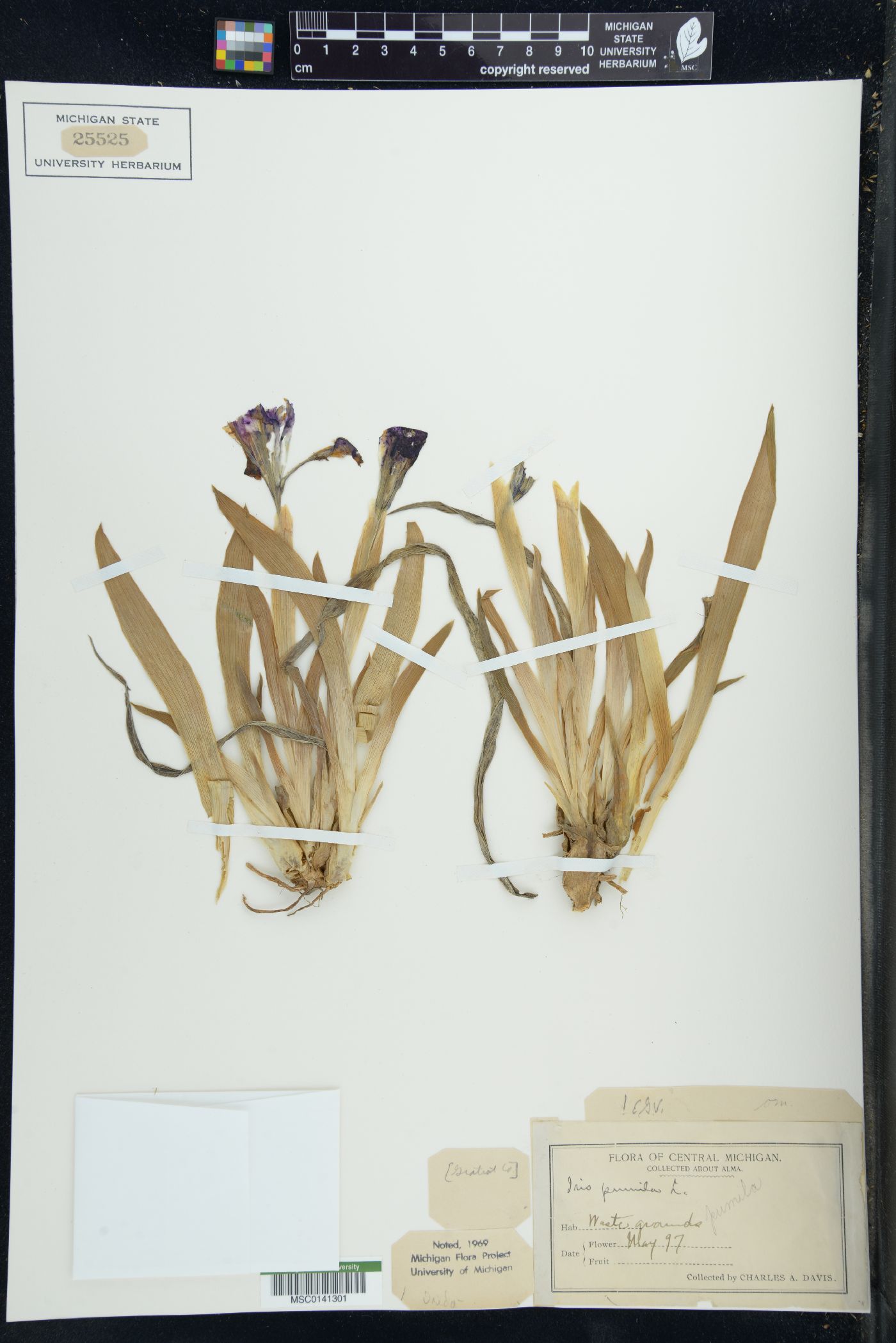Iris pumila image