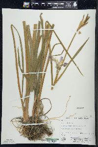 Iris versicolor image