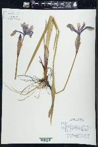 Iris versicolor image