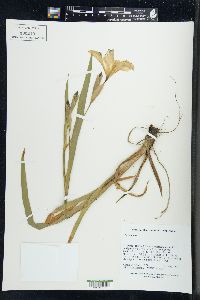 Iris virginica image