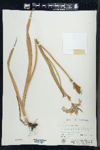 Iris virginica image