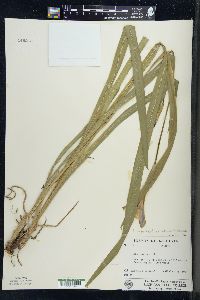 Iris virginica var. shrevei image