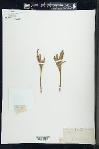 Iris virginica var. shrevei image