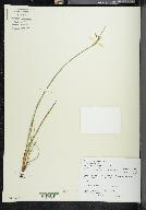 Sisyrinchium albidum image