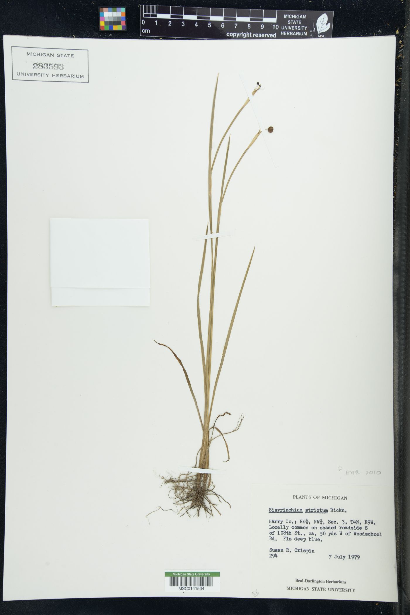 Sisyrinchium strictum image