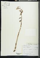 Corallorhiza striata image