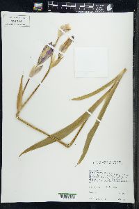 Iris germanica image