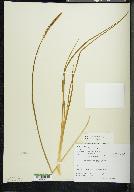 Triglochin maritima image