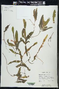 Potamogeton alpinus image