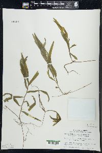 Potamogeton alpinus image