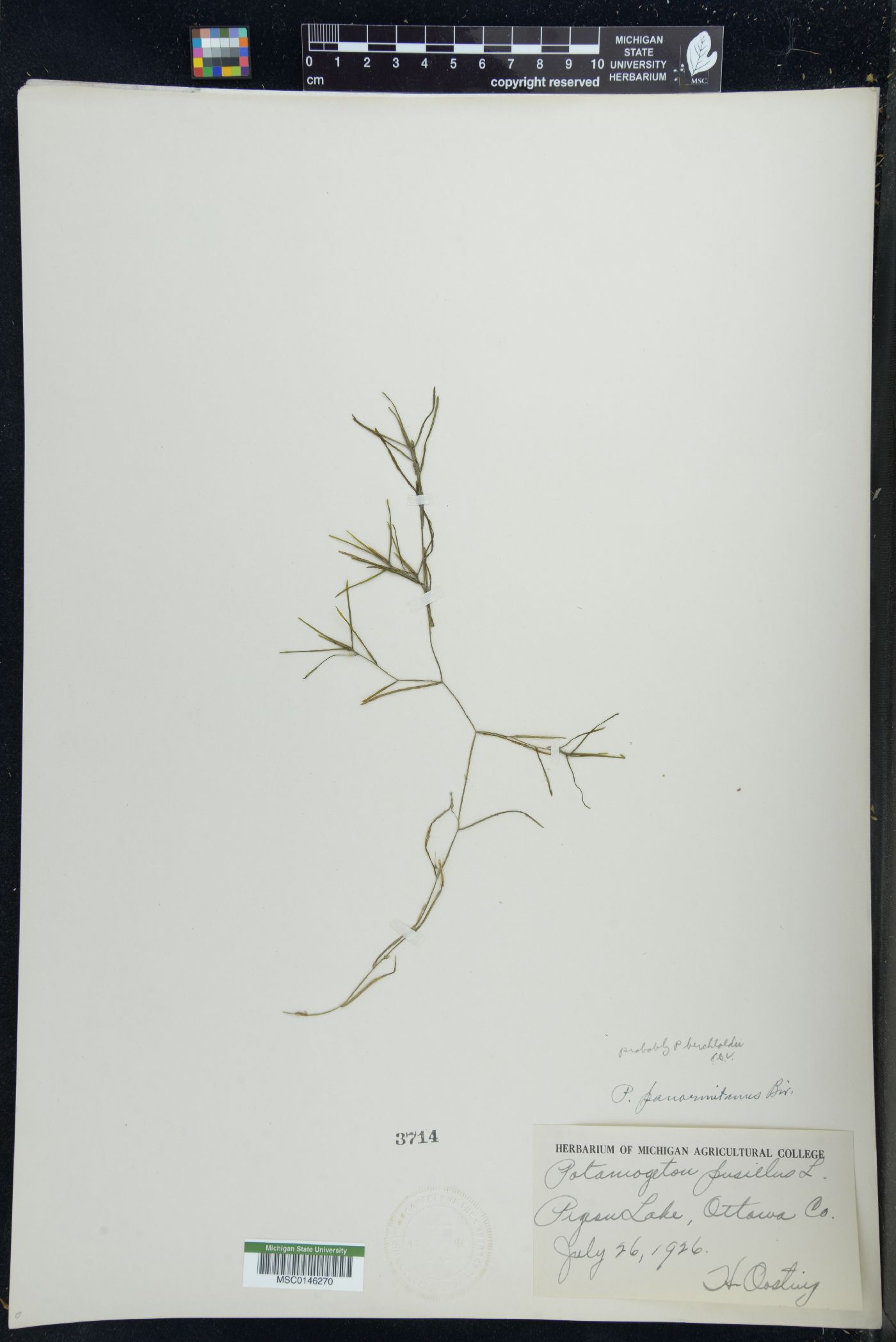 Potamogeton berchtoldii image