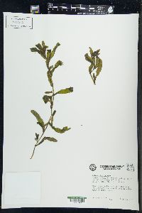 Potamogeton crispus image