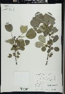 Rhamnus cathartica image