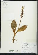 Platanthera hookeri image