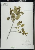 Frangula alnus image