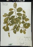 Frangula alnus image