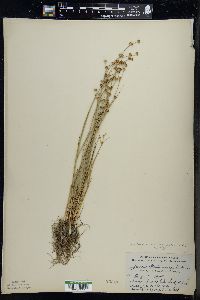 Juncus alpinoarticulatus image