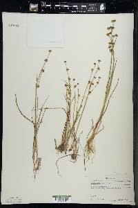 Juncus alpinoarticulatus image