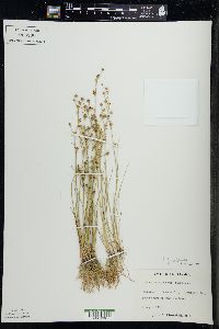 Juncus alpinoarticulatus image