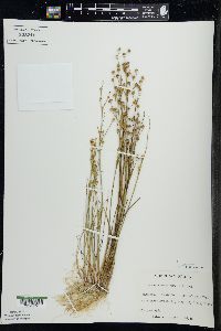 Juncus alpinoarticulatus image