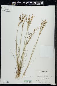 Juncus alpinoarticulatus image