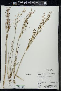 Juncus alpinoarticulatus image