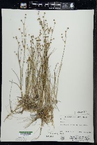 Juncus alpinoarticulatus image