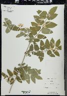 Lonicera tatarica image