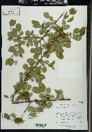 Rhamnus cathartica image