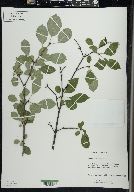 Rhamnus cathartica image