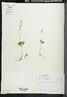 Listera cordata image