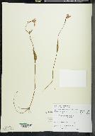 Pogonia ophioglossoides image