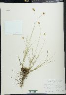 Carex abrupta image