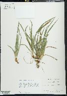 Carex abscondita image