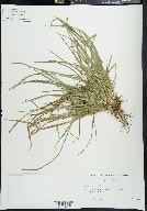 Carex abscondita image