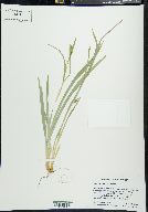 Carex abscondita image