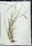 Carex aestivalis image