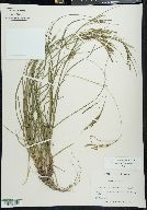 Carex aestivalis image