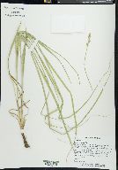 Carex aggregata image