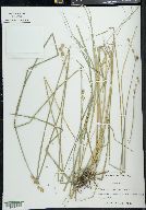 Carex alata image