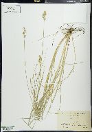 Carex alata image