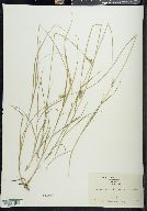 Carex albolutescens image