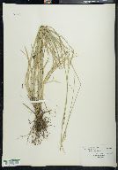 Carex albolutescens image