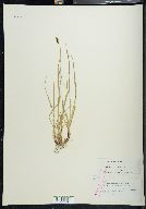 Carex norvegica image