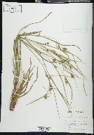 Carex amphibola var. rigida image