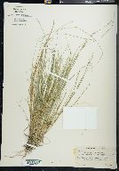 Carex angustior image