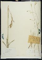 Carex arctata image