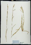 Carex arctata image